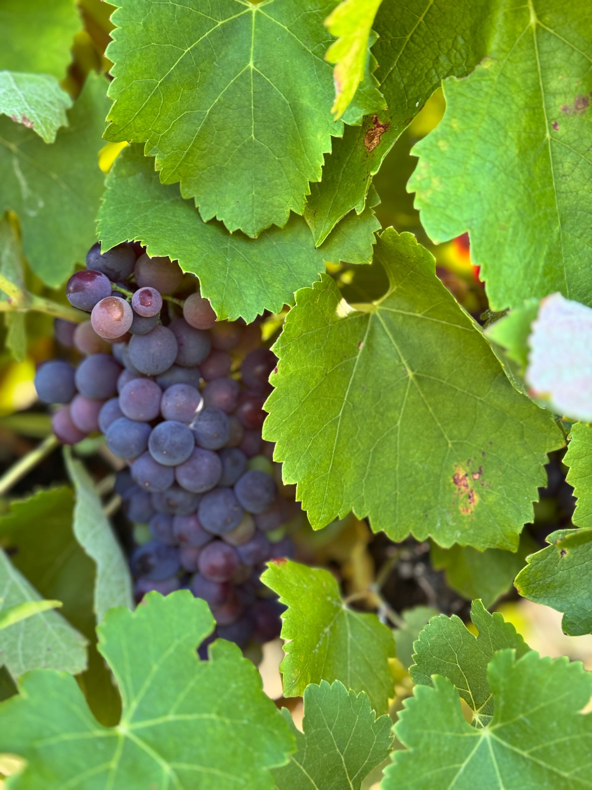Orange Pinot Gris: A Fresh Take on Skin Contact