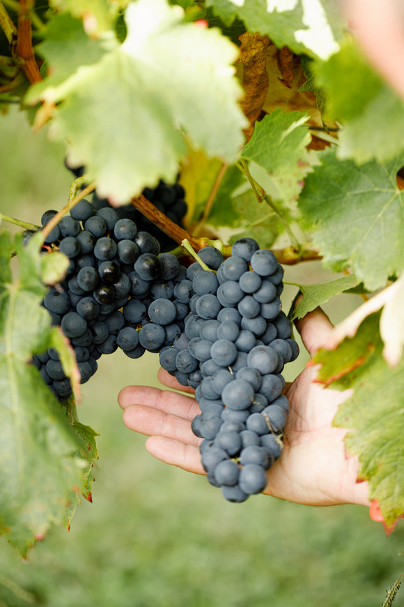 Buying Tempranillo Wine Australia Online